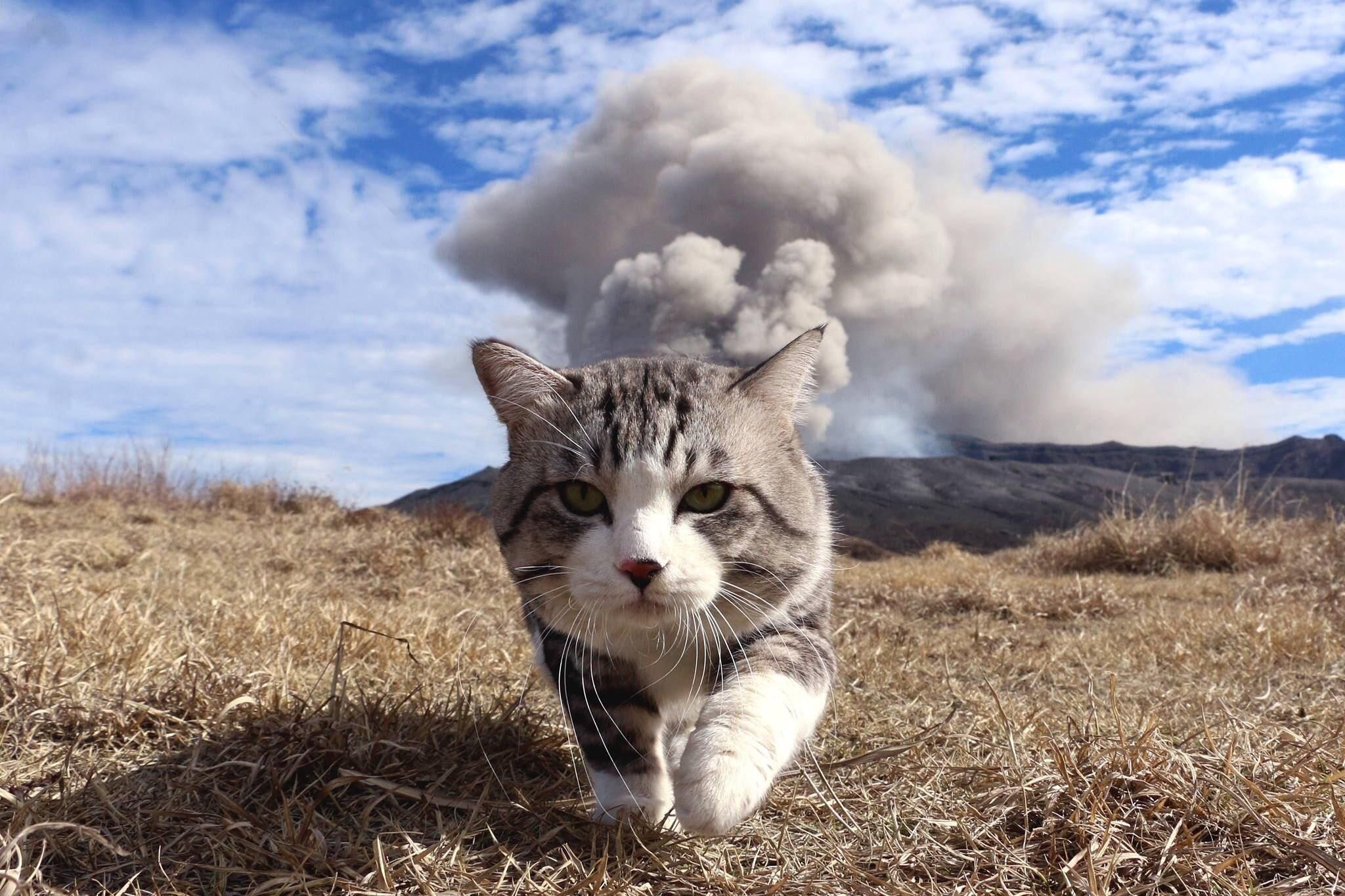 Cool cat walking away from an explosion